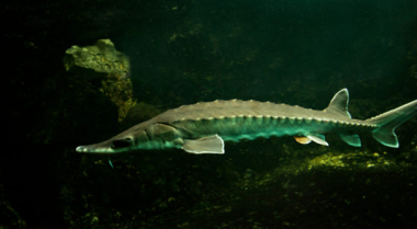 我可以在花园池塘里养小体鲟和鲟鱼吗？