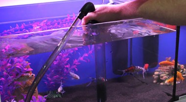 如何清洁你的鱼缸