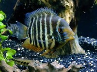 最古老的水族箱鱼类