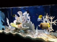 水族箱鱼类新闻：提出限制水族箱鱼类采集的法案