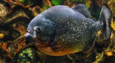 奇趣水族鱼指南