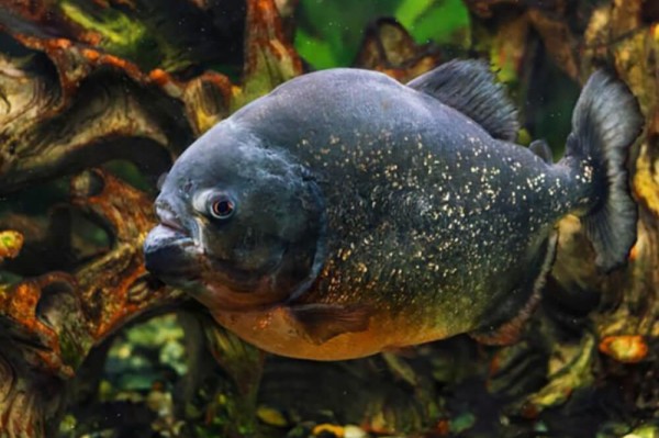 奇趣水族鱼指南