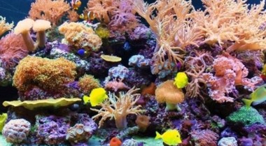 关于纳米珊瑚礁水族箱的常见误区和问题