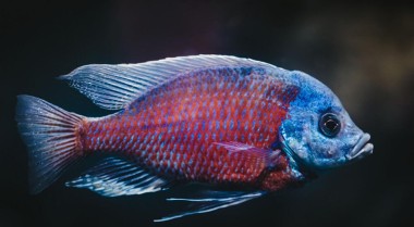 如何设置慈鲷缸