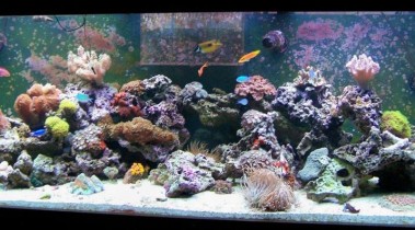 海水珊瑚礁水族箱的生物配置