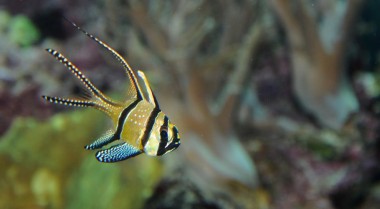 在海水水族箱中饲养夜行性鱼类的小贴士