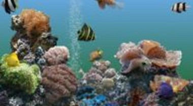 水族箱屏幕保护程序