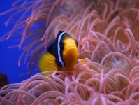 水族箱鱼类新闻：提出限制水族箱鱼类采集的法案