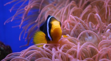 水族箱鱼类新闻：提出限制水族箱鱼类采集的法案