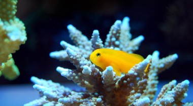 为水族箱选择合适的过滤系统