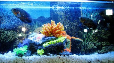 保护水族箱免受夏季高温影响的小贴士