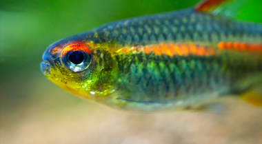 在添加鱼之前热带鱼缸需要静置多久？