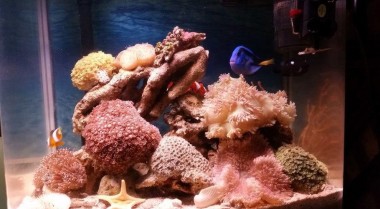 如何用淡水治疗海水水族箱寄生虫