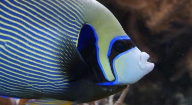 适合初学者的海水鱼有哪些