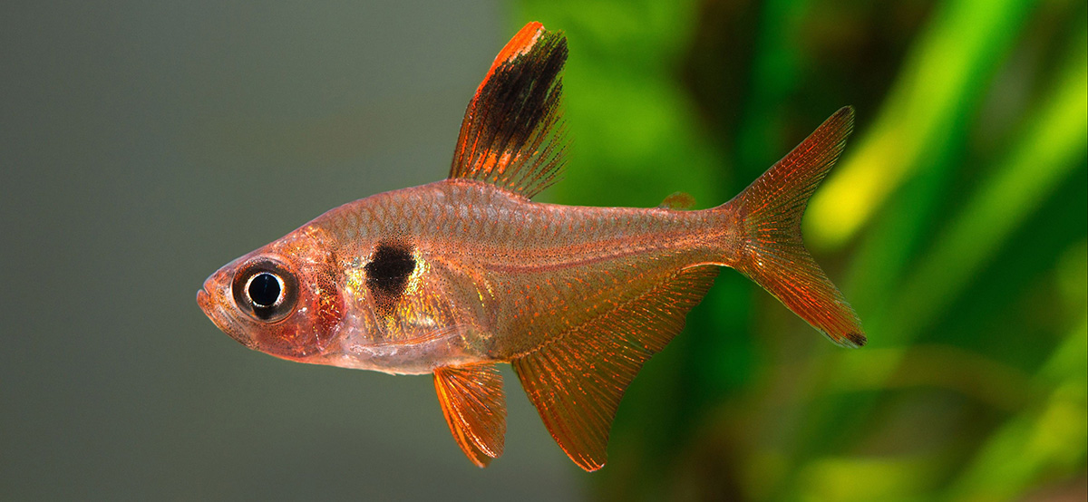 新鱼缸最佳入门鱼类