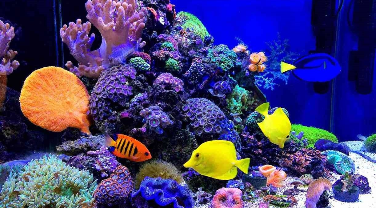 在不花费巨资的情况下打造海水水族箱