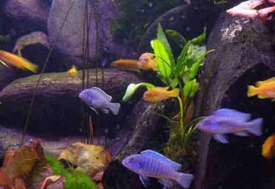 如何将慈鲷幼鱼养至成年