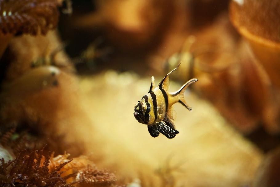 海水水族箱鱼类的营养需求