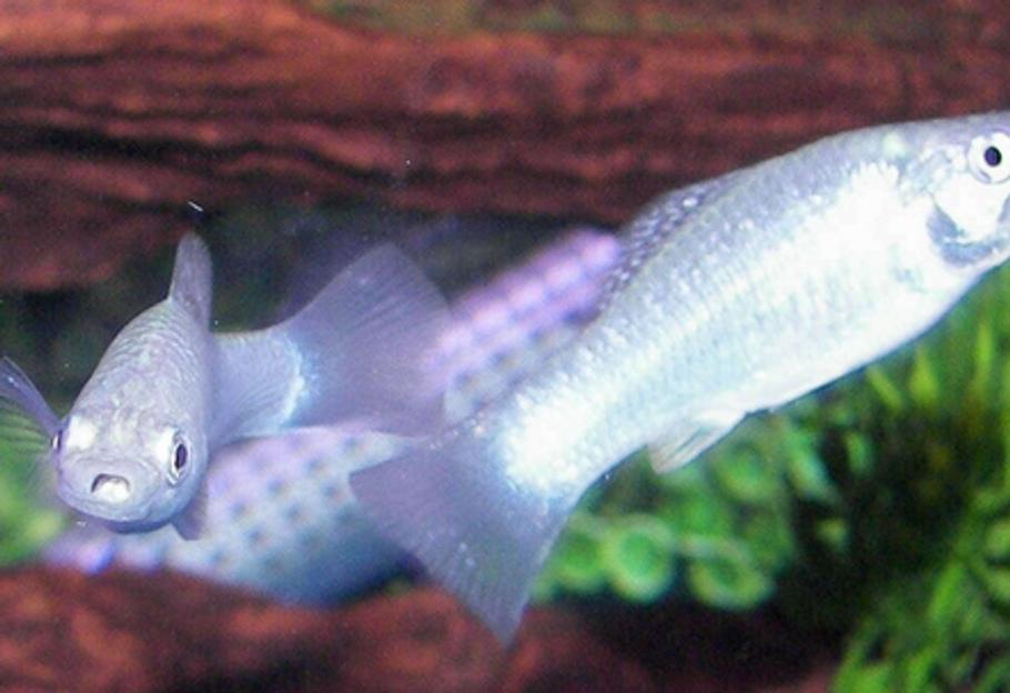 如何开始一个咸淡水混合缸