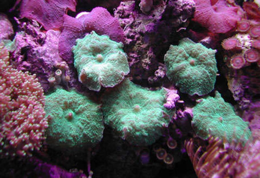 礁岩水族箱设置指南