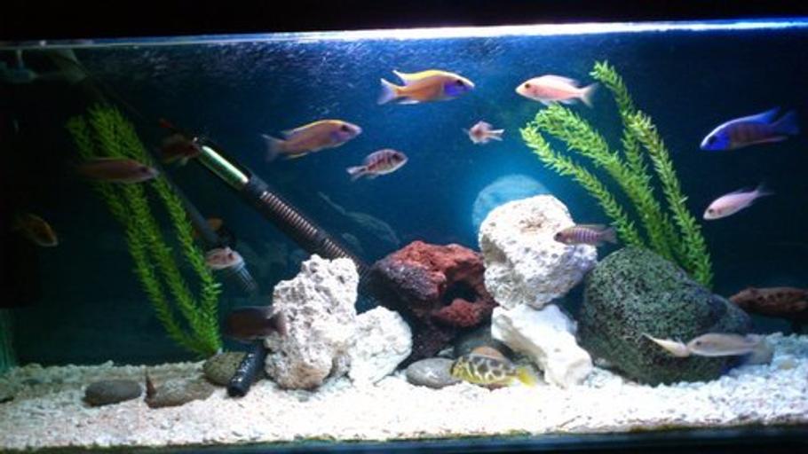 填充淡水鱼缸