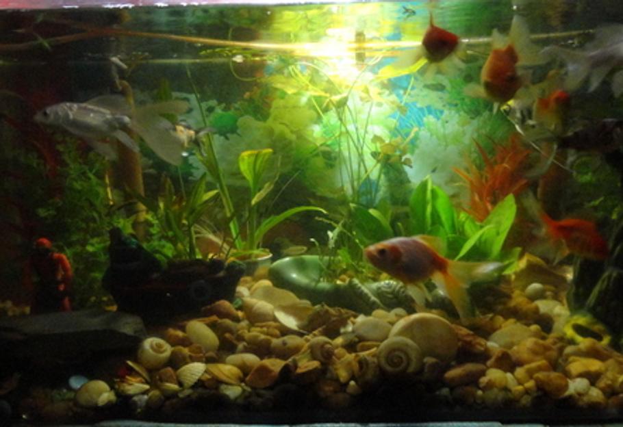 趋势：在水族箱中添加LED月光灯