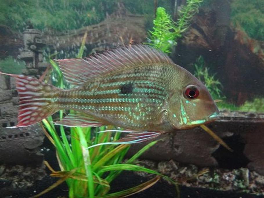 诊断水族箱植物问题