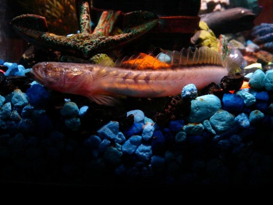 适合您的水族箱的六种常见淡水鰕虎鱼