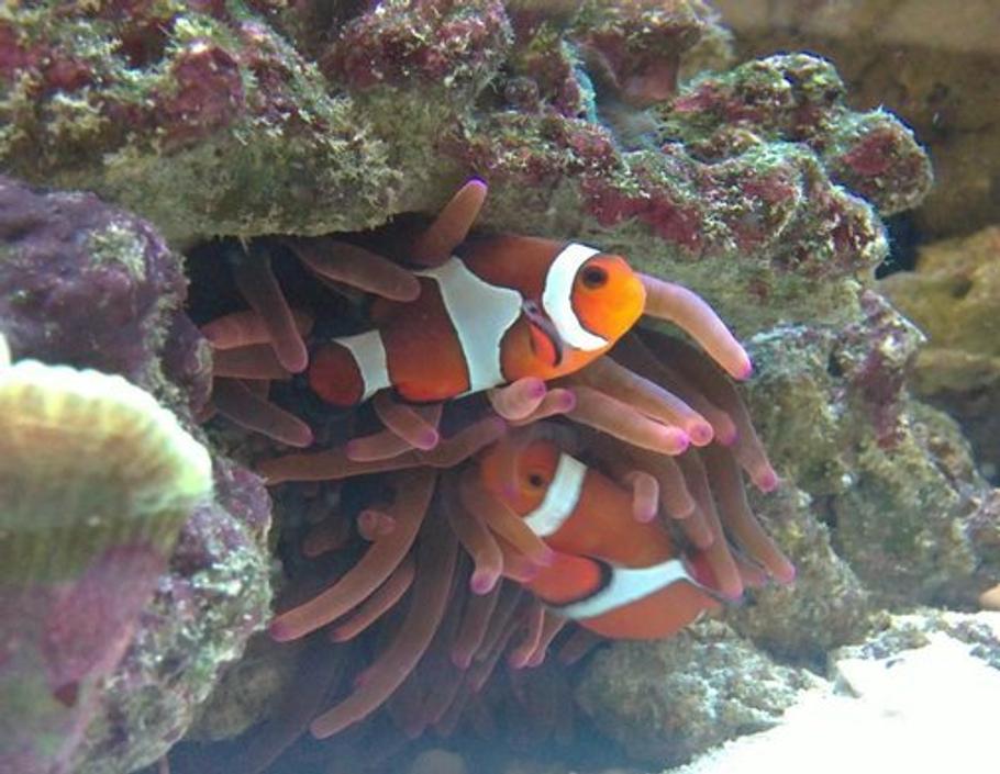 如何预防海水鱼疾病