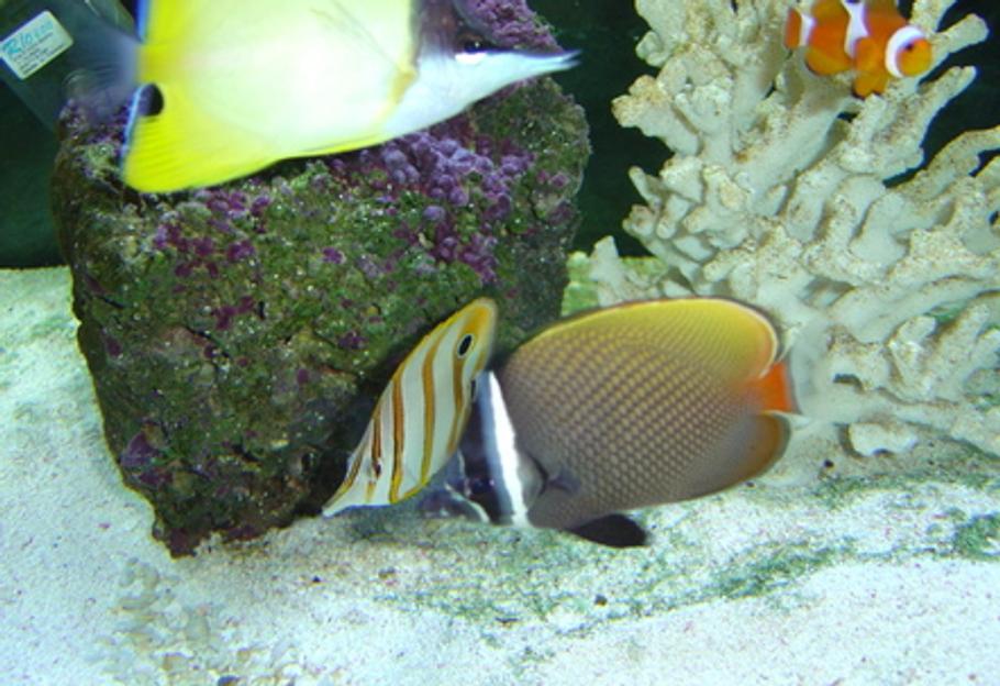 Tank-Raised Fish for Saltwater Aquariums