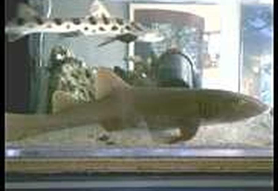 不适合初学者（有时甚至不是经验丰富的爱好者）饲养的海水物种