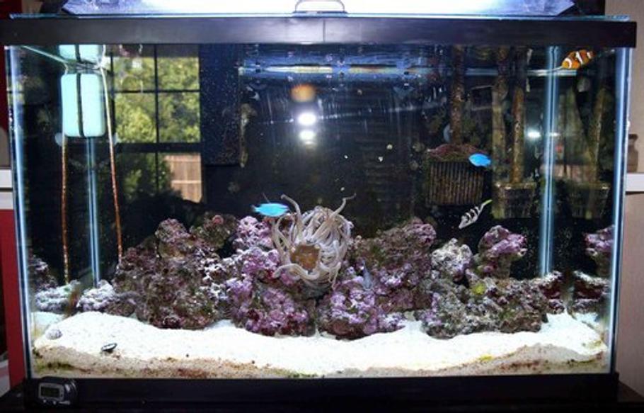 在您的海水水族箱中建立清洁队