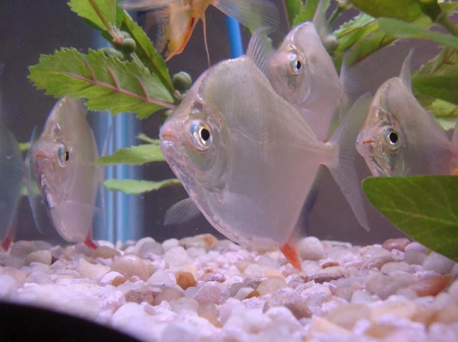 银币鱼繁殖技巧