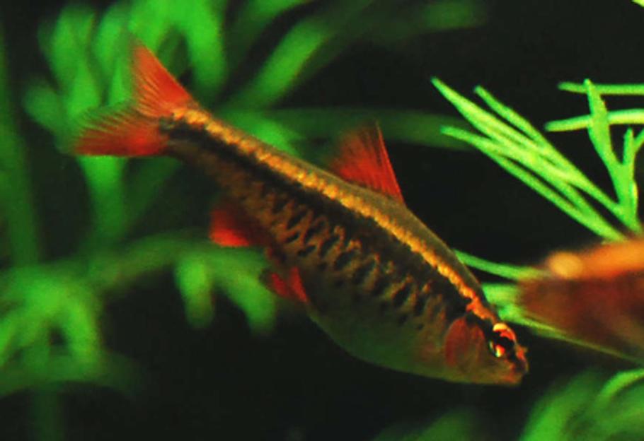 用群游鱼类填充你的鱼缸