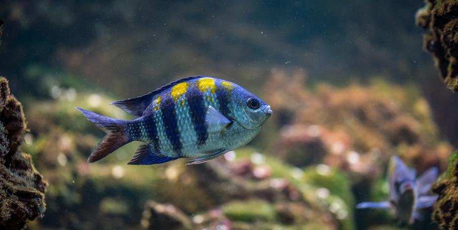 家用鱼缸中使用沙砾吸管