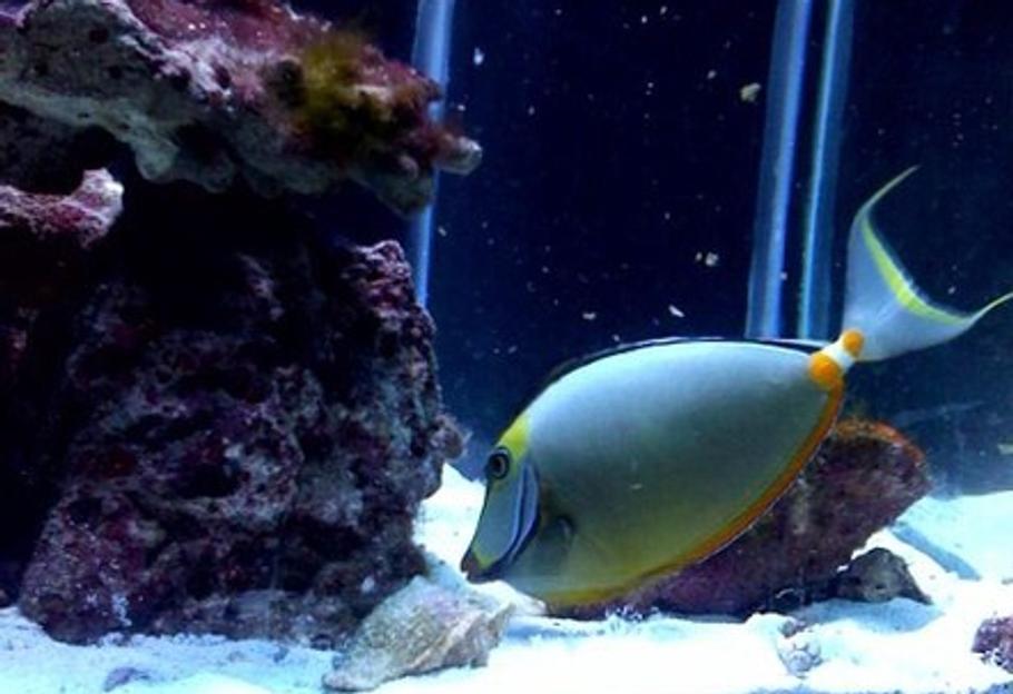 盐水水族箱中蜗牛的好处