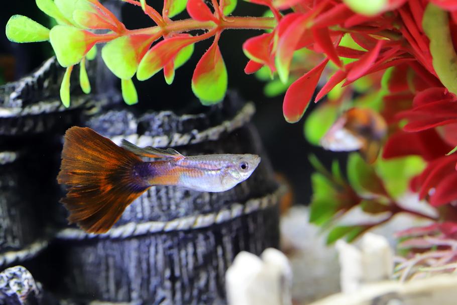 春季清洁：如何清洁并赋予旧鱼缸新生