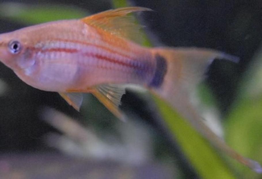 新手淡水爱好者的常见问题解答