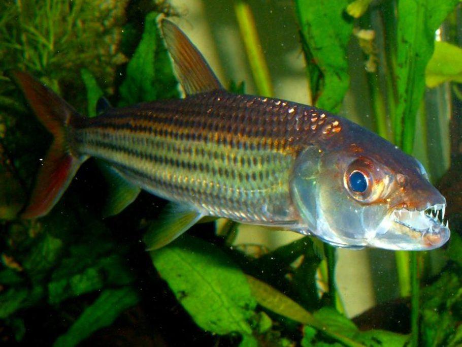 减少鱼类攻击性的造景技巧