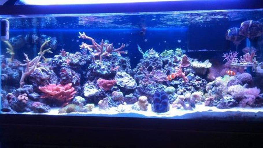 常见海水水族箱鱼类疾病