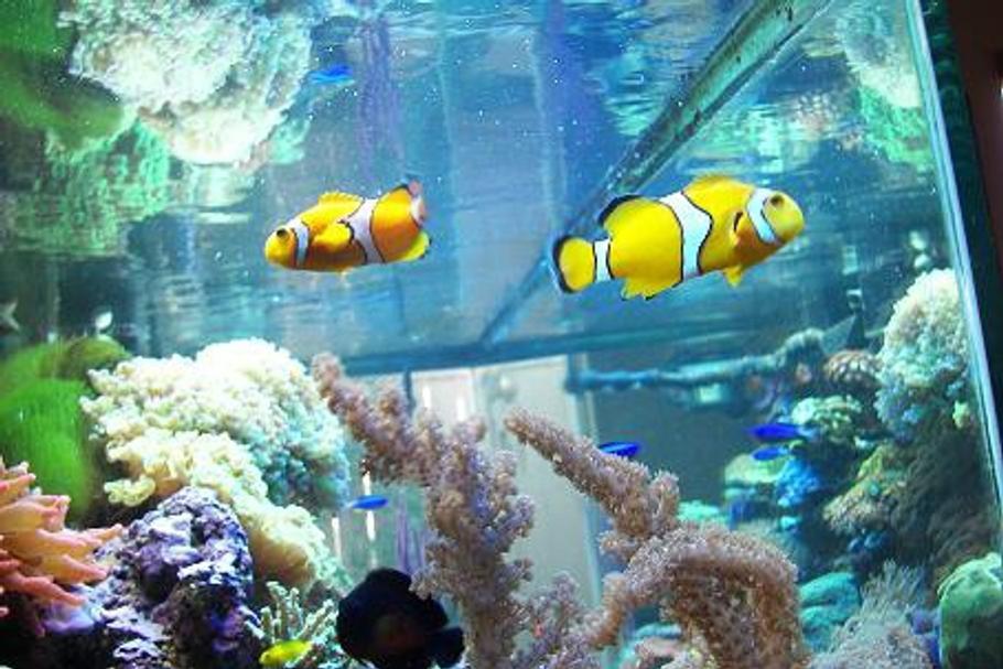 如何制作自动喂鱼器