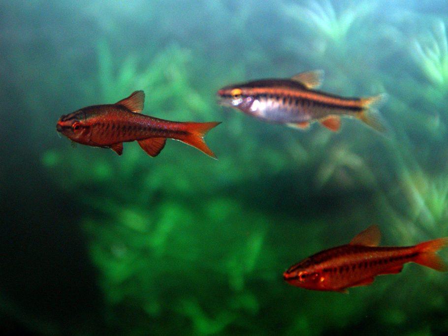 大型家庭水族箱的最佳鲃鱼品种