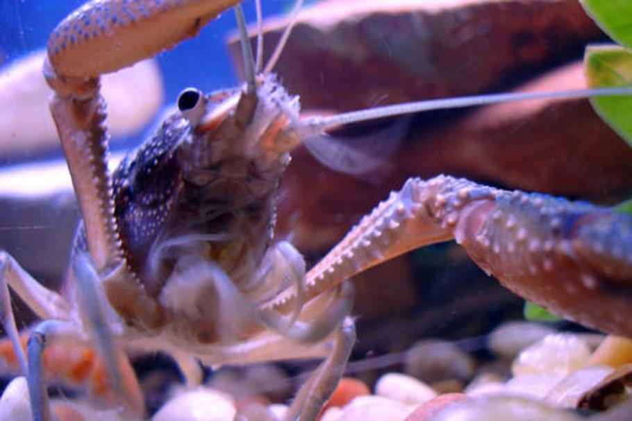 物种亮点：在家饲养淡水小龙虾