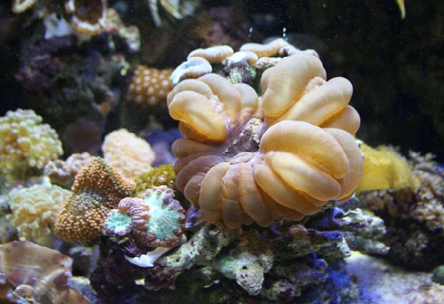 海洋水族箱中的刚毛蠕虫