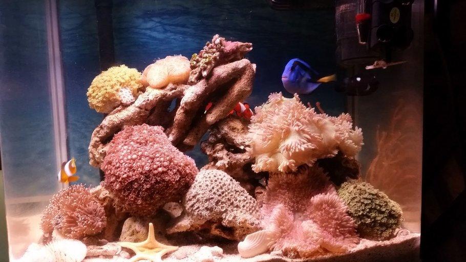 如何用淡水治疗海水水族箱寄生虫