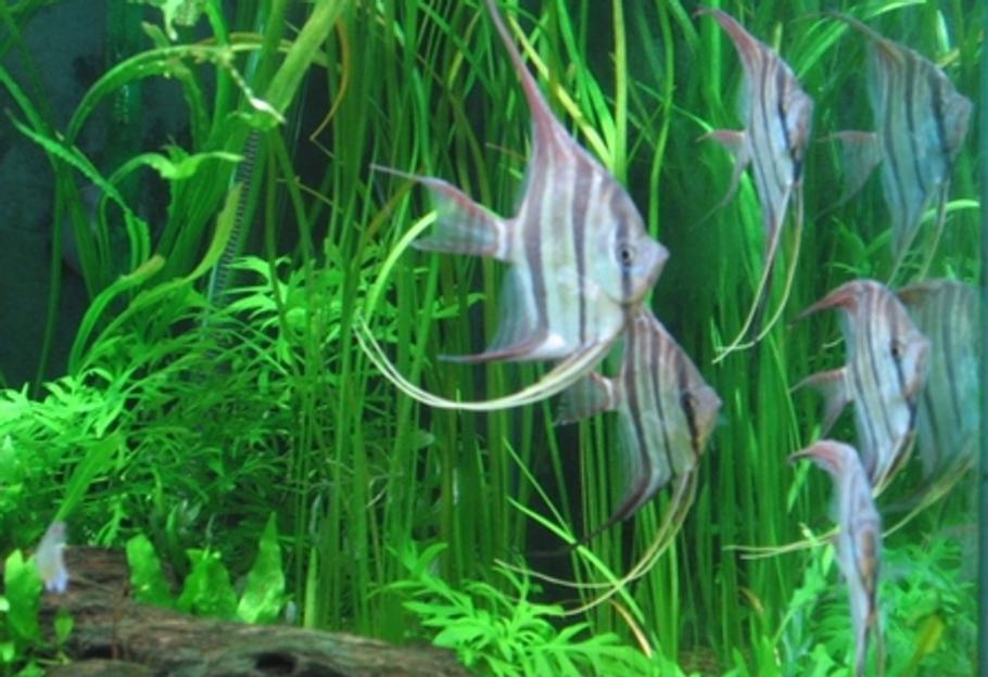 淡水神仙鱼的兼容性鱼友