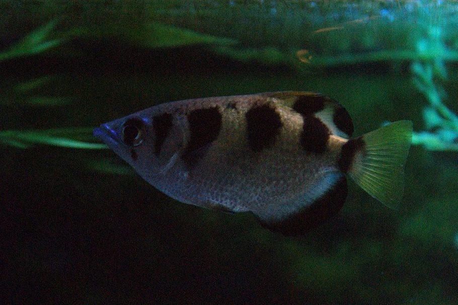 物种亮点：射水鱼