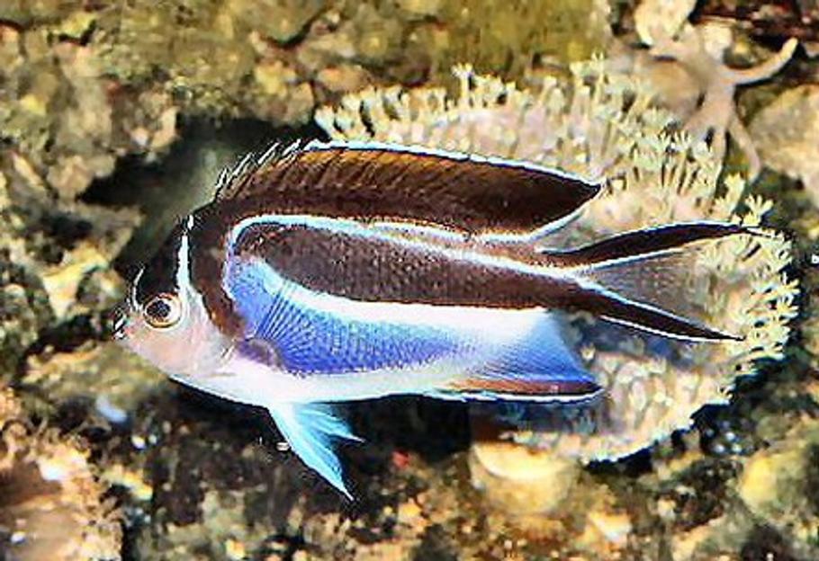 让挑食的鱼进食的建议