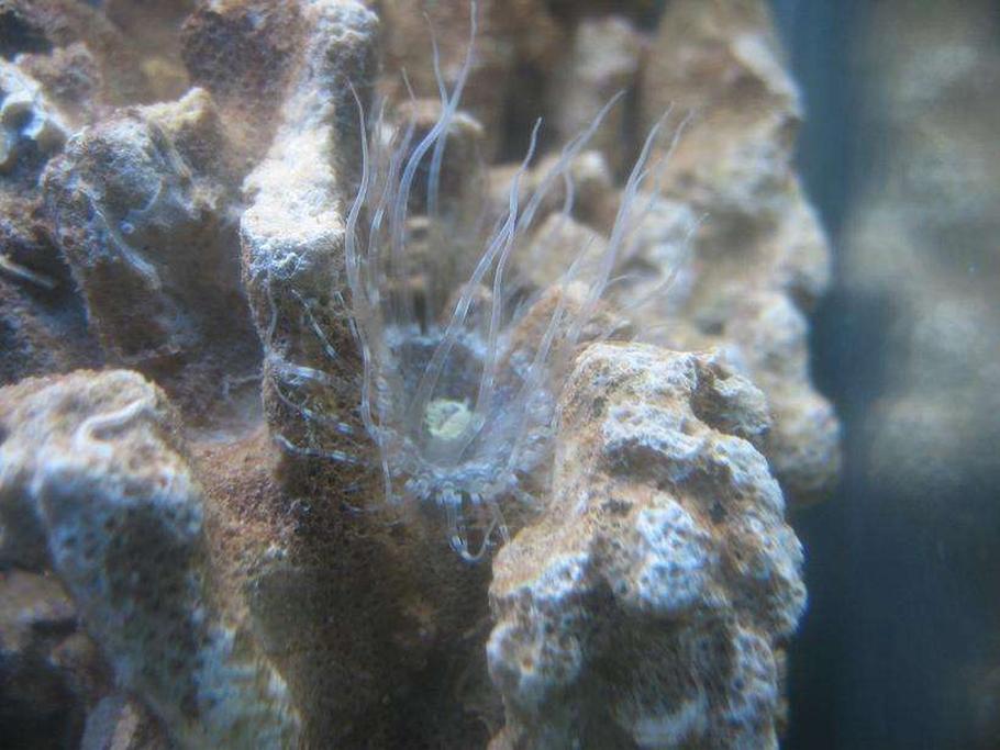 在礁缸中去除刺葵