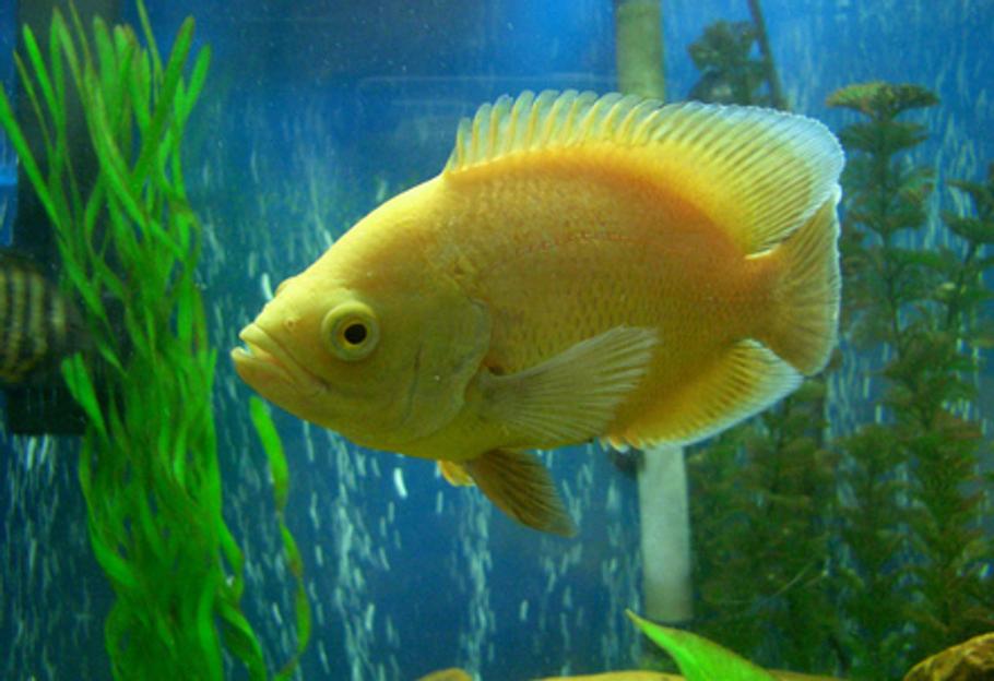 研究揭示鱼类可能拥有个体性格